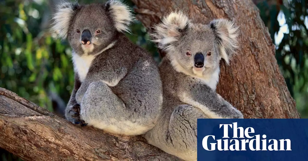 NSW Labor promises to create ‘great koala national park’ if it wins power