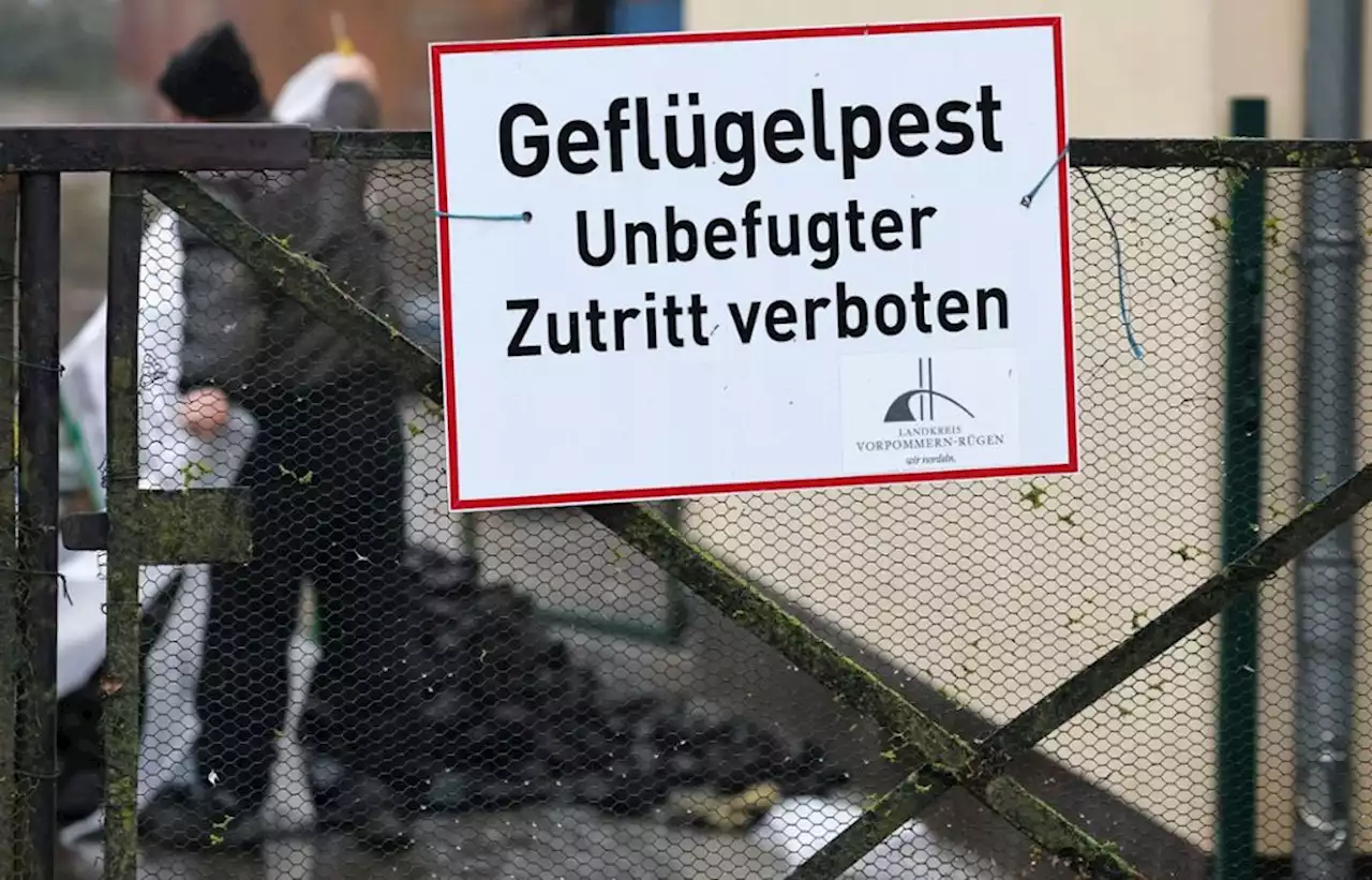 Tötung der Tiere vorbereitet: Geflügelpest-Ausbruch in Schwandorfer Bestand mit 70.000 Enten - idowa