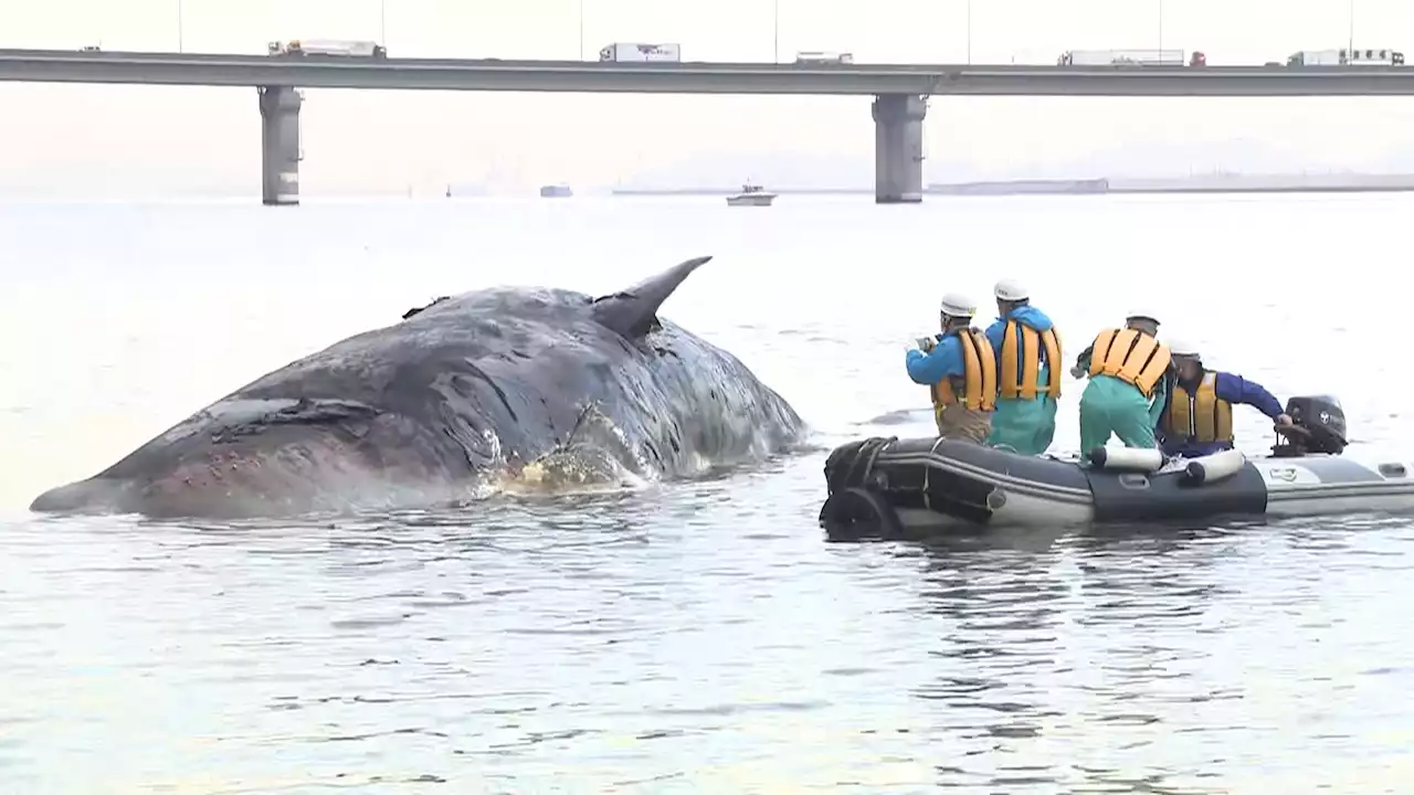 迷いクジラ「淀ちゃん」の運搬作業始まる 体内のガス抜き後に紀伊水道沖へ沈める計画 あすには海へ - トピックス｜Infoseekニュース