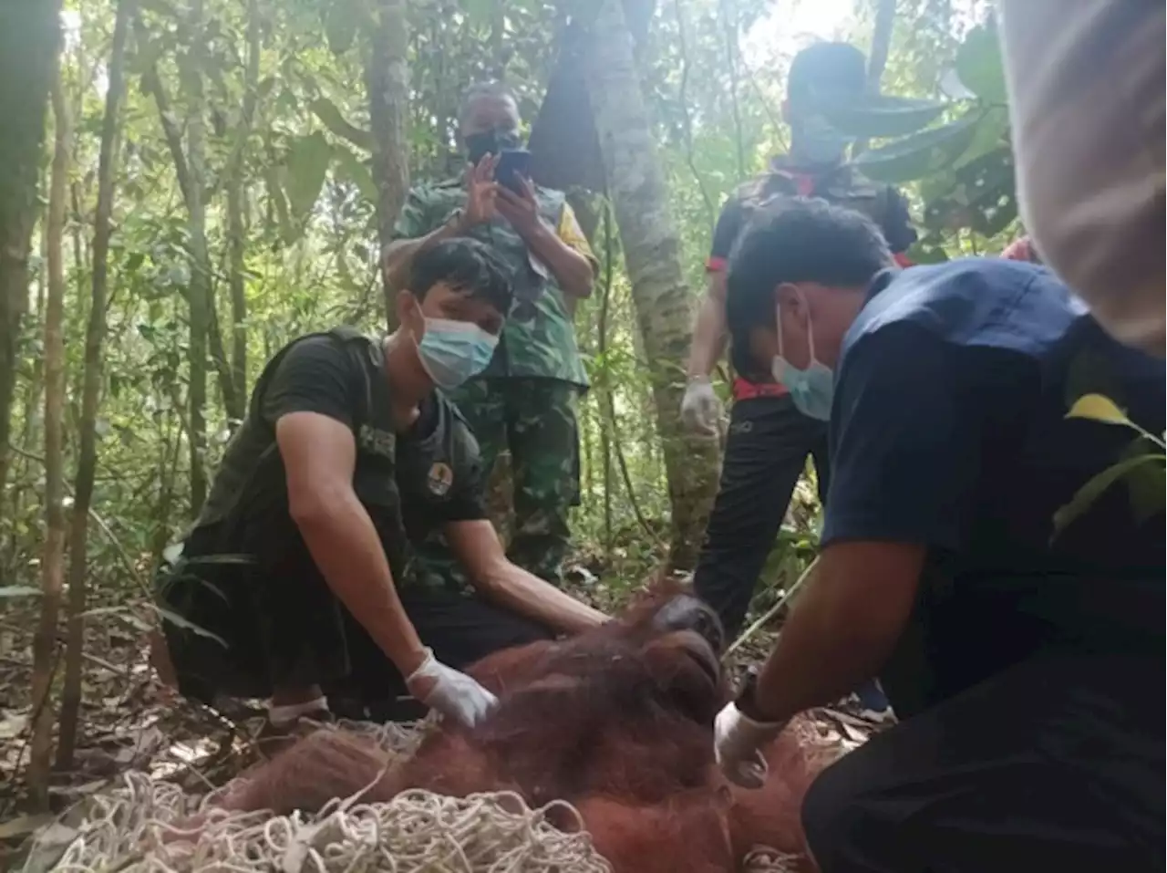 Orang Utan Cari Makan Sampai ke Area Pangkalan Udara