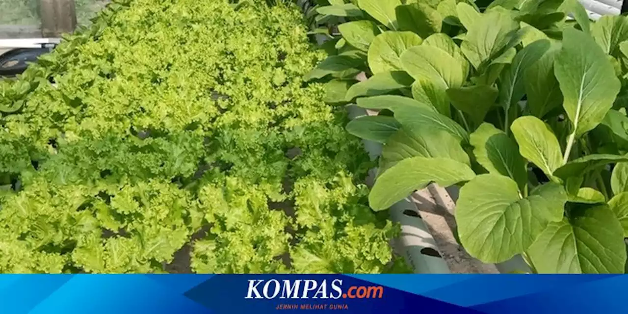 Tanda-tanda Tanaman Hidroponik Kekurangan Unsur Hara dan Solusinya