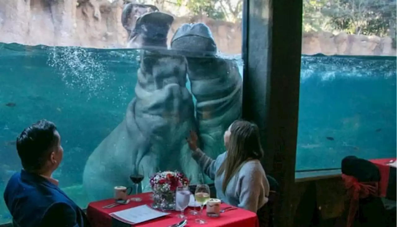 SA Zoo offers unique dining experience for those ‘Wild at Heart’ on Valentines Day