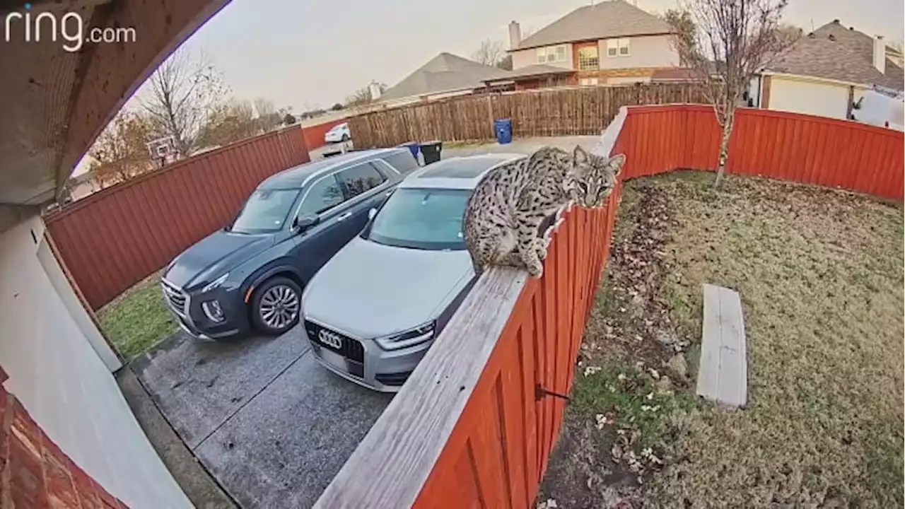 Texas family alerted to bobcat sitting on their fence thanks to Ring camera