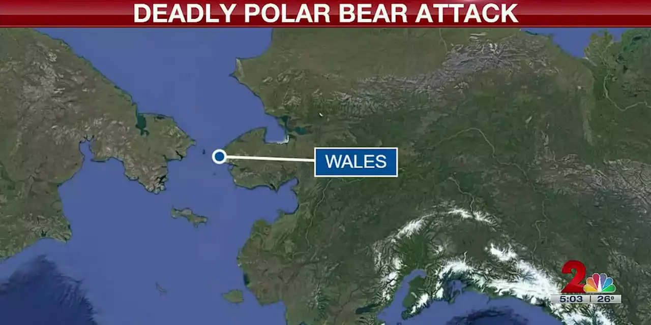 Polar bear kills woman, juvenile in Wales