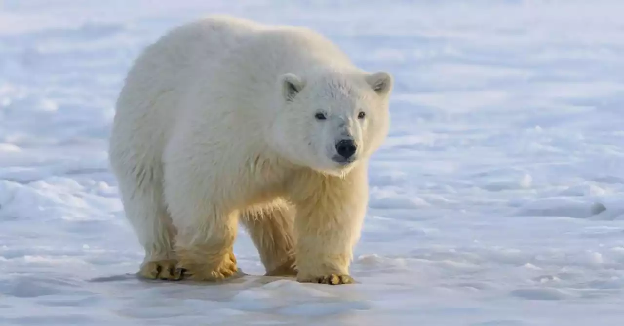 Dans une attaque rare, un ours polaire tue deux personnes en Alaska