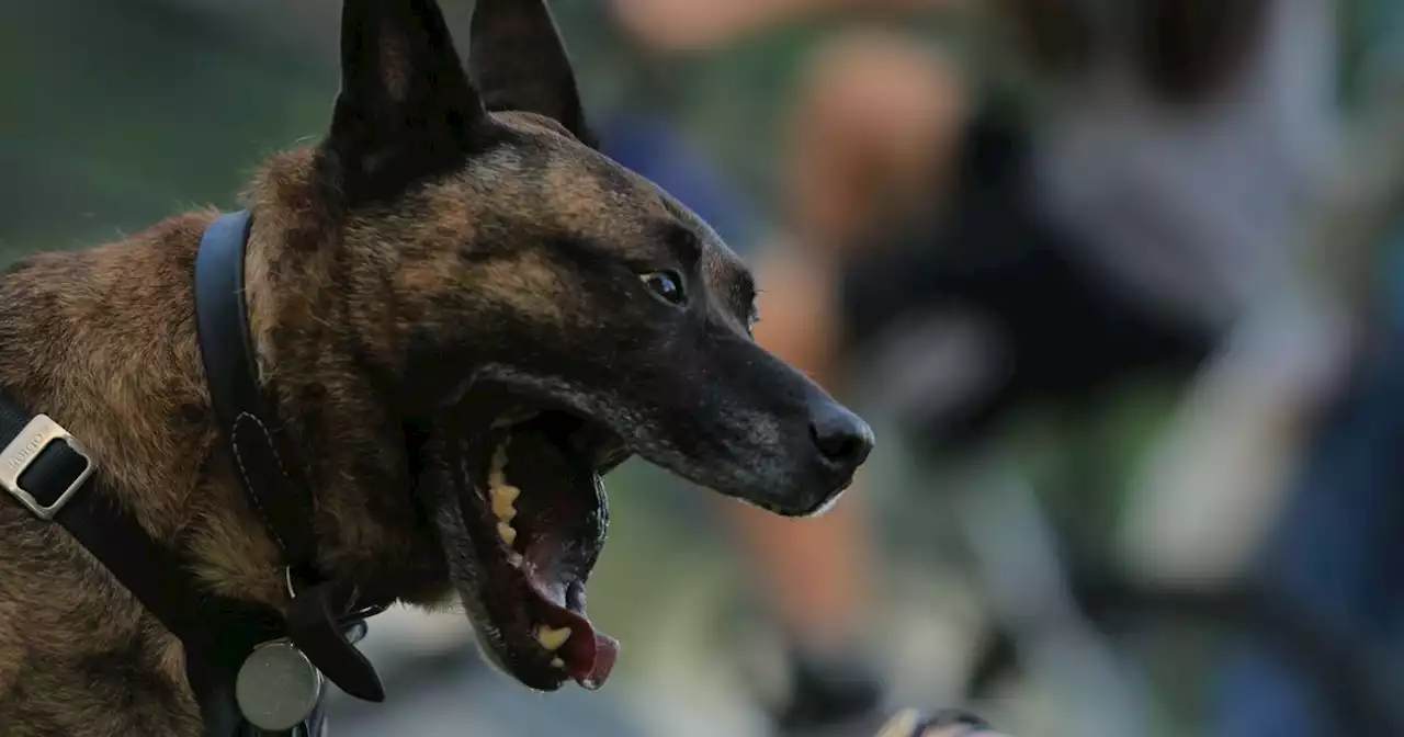 Escaped dogs from Lancs puppy farm posed 'danger to themselves and drivers'