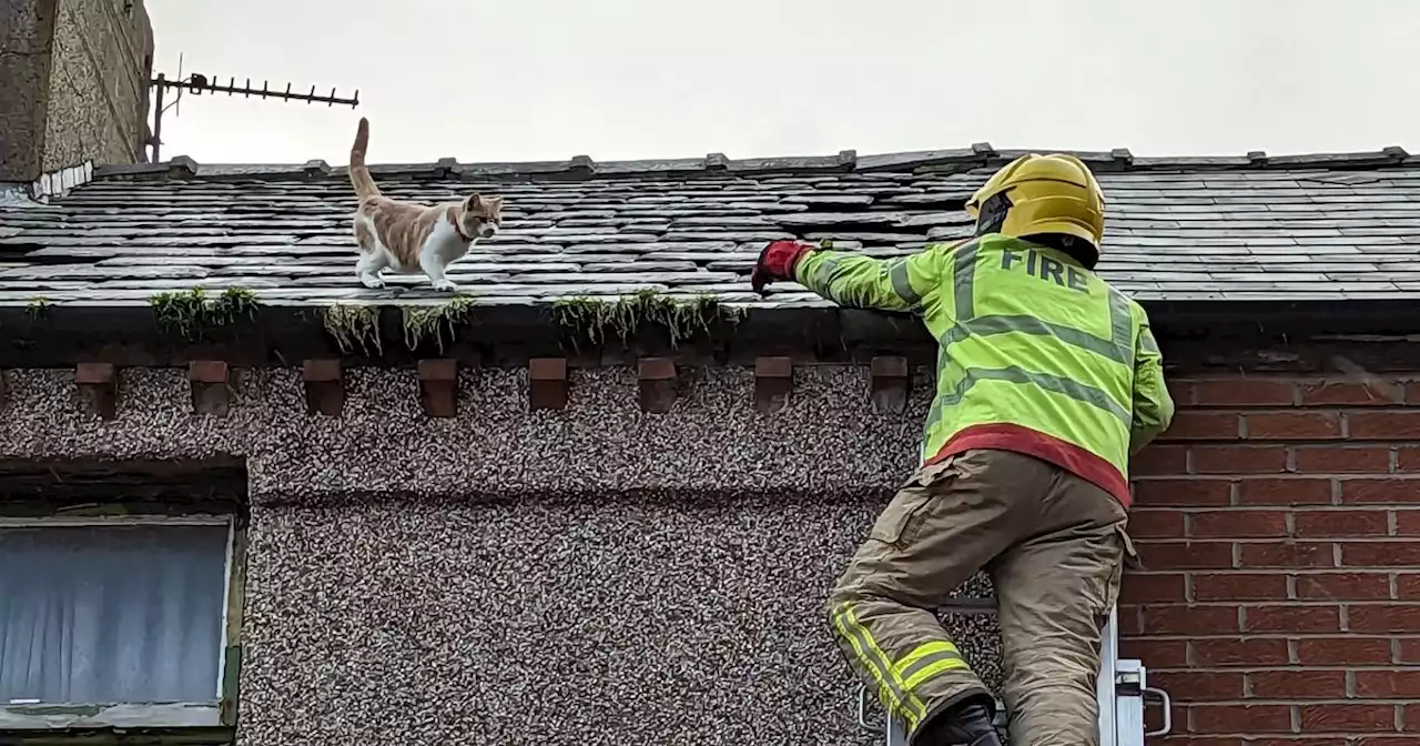 Four-hour rescue mission to save kitten stuck on roof for days in wind and rain