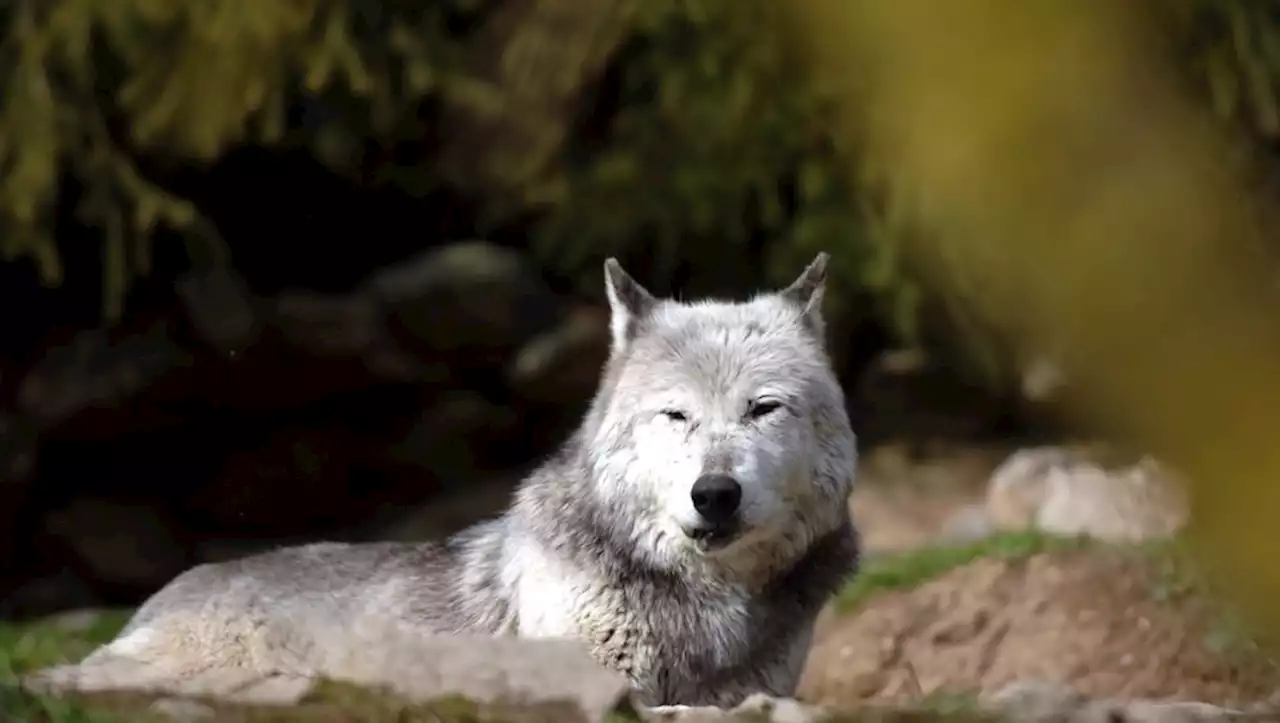 Un loup retrouvé mort à La Grande-Motte, percuté par une voiture sur la voie rapide qui rejoint Montpellier