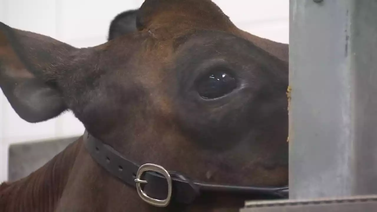 Fort Worth Stock Show Gives Students Lessons in Dairy