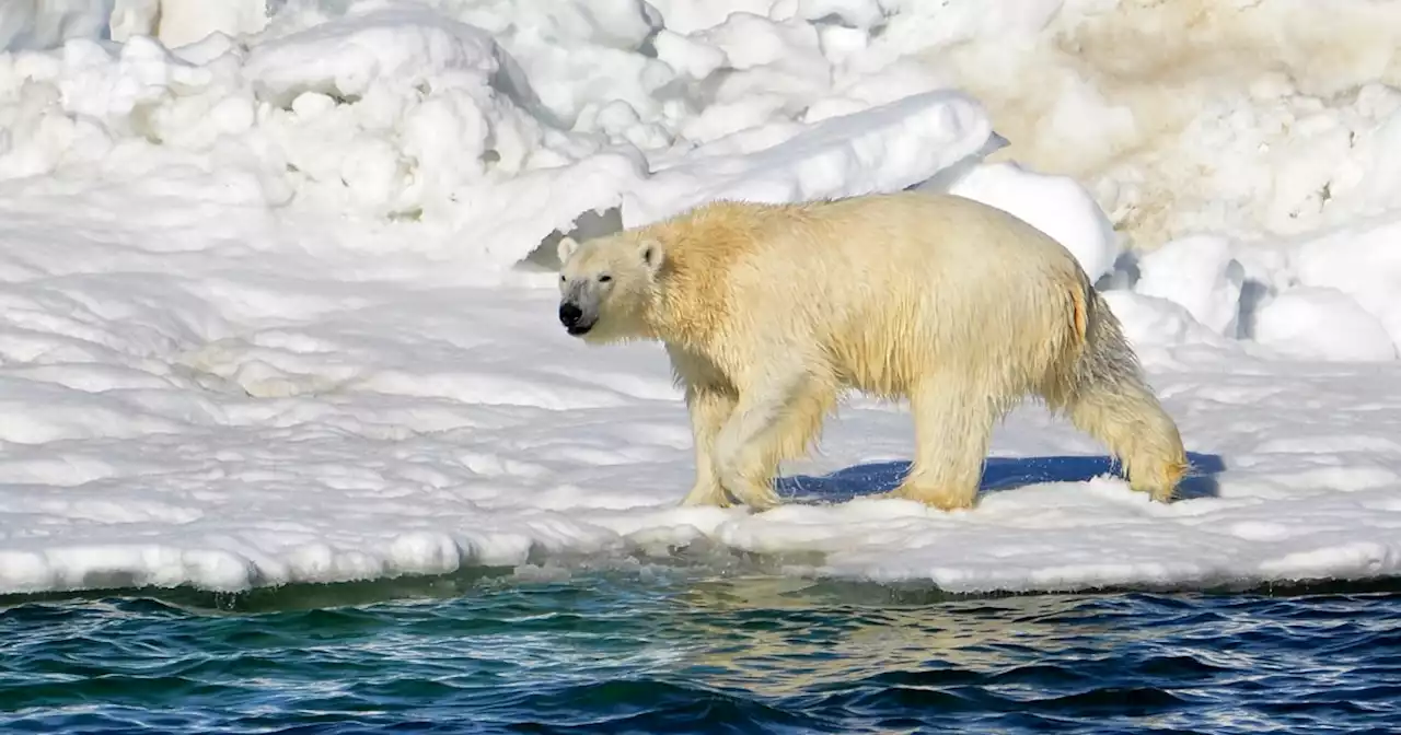 A polar bear killed a woman and a boy in Alaska before it was fatally shot