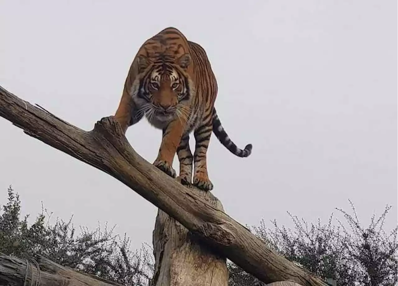 BREAKING | Sheba the tiger found and euthanised after killing another animal | News24