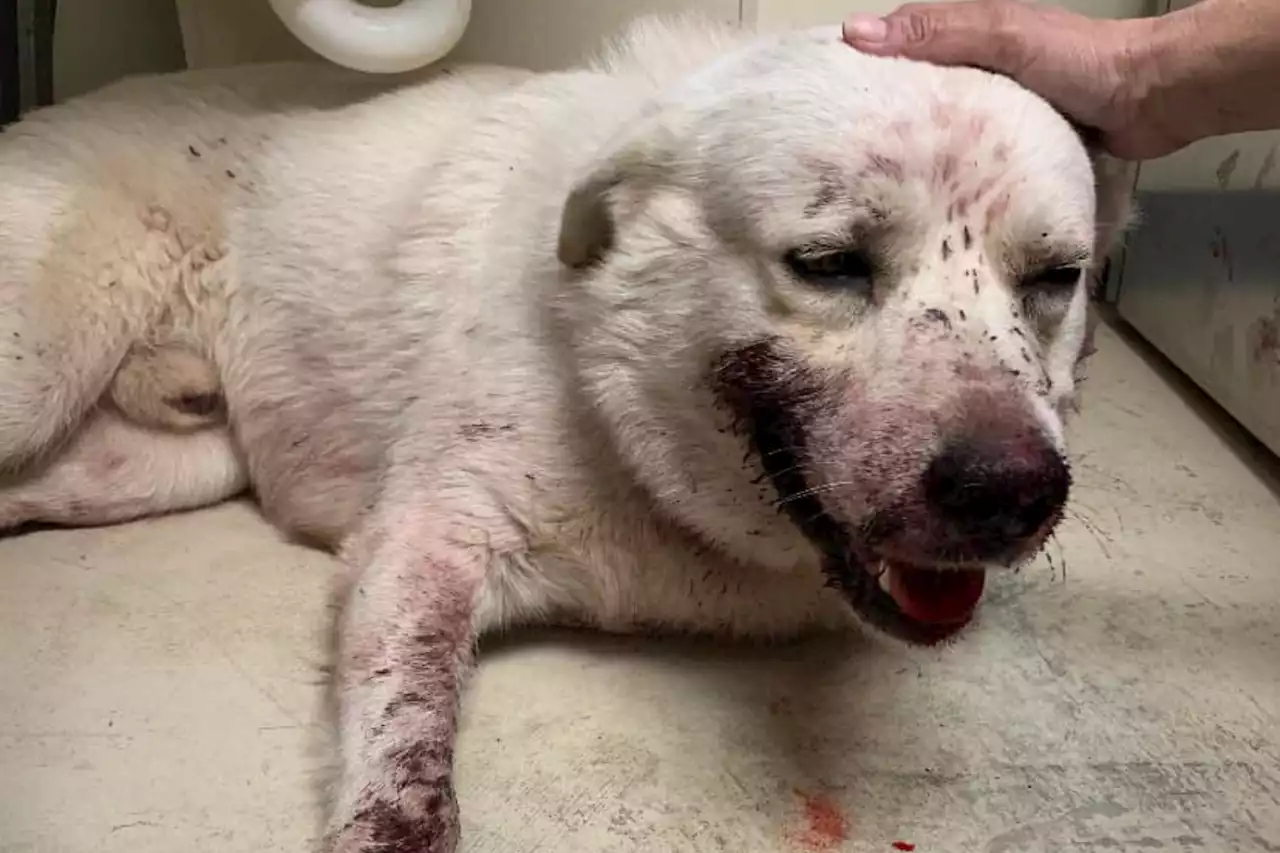 Dog shot multiple times for 'being on the wrong side of the wrong fence'