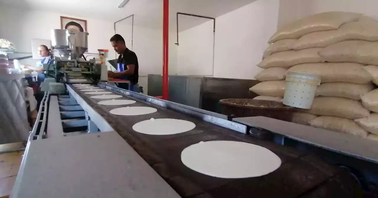 SDES apoyará con 20 mil toneladas de maíz para mantener precio de la tortilla en Guanajuato