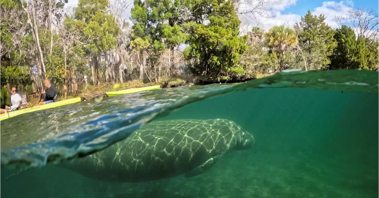 Florida manatees dying off at an alarming rate, experts say