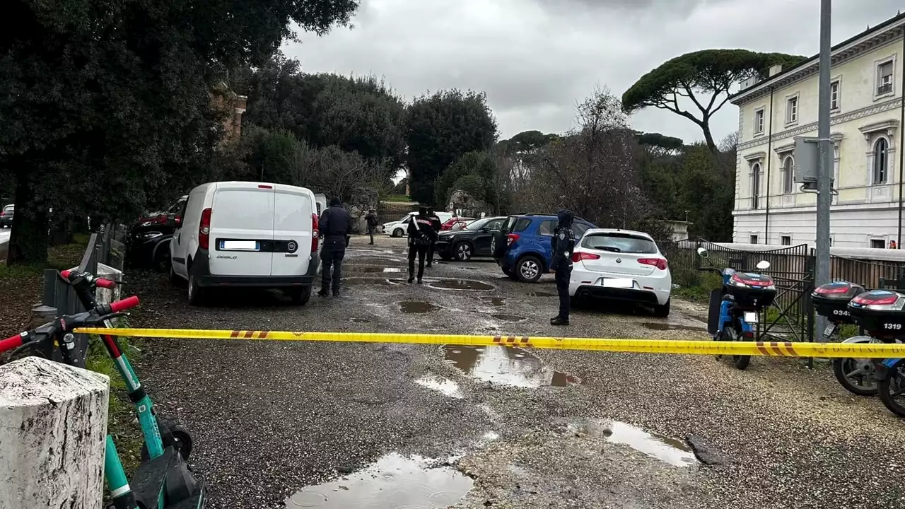 Catturati i cinghiali di Villa Pamphilj: 'Sono stati narcotizzati e portati via'