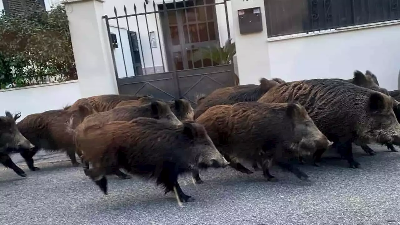 Venti cinghiali marciano su Montespaccato