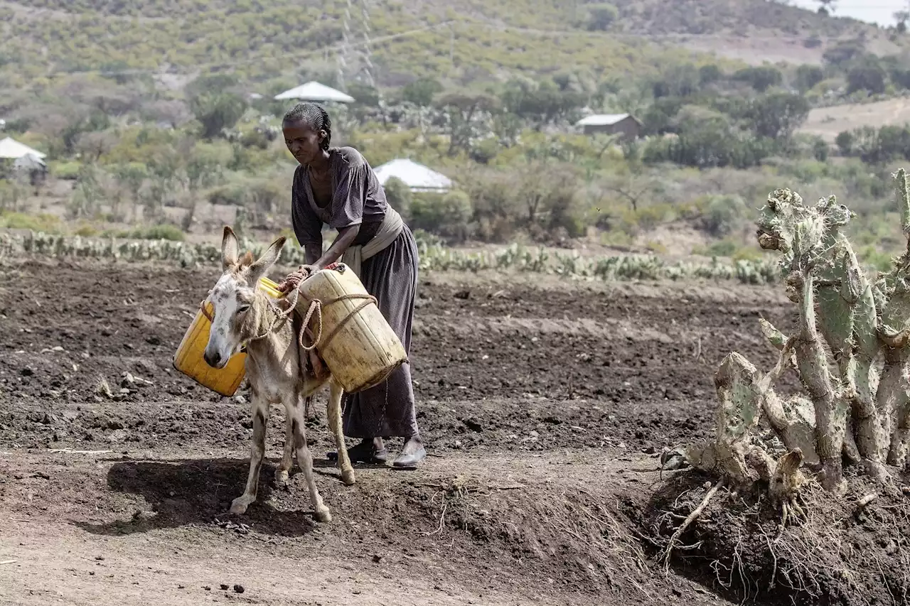 Einsatz für Kleinbauern in Afrika - Schweizer Bauer