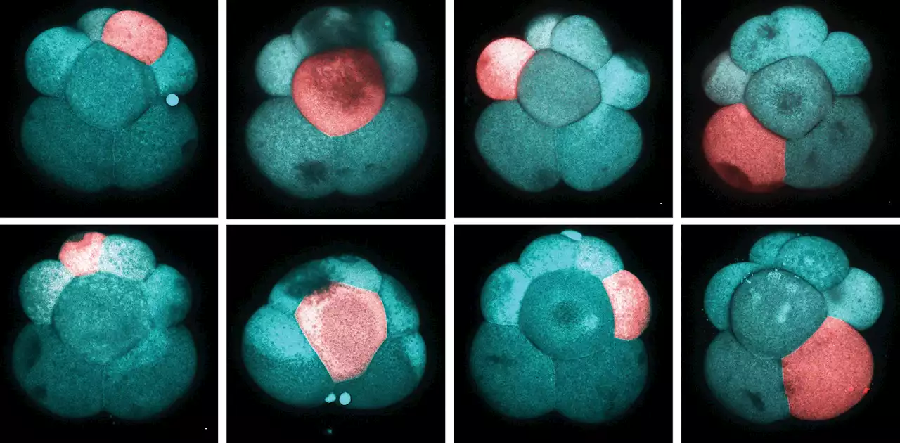 A Biological Wonder: Harvard Researchers Discover Embryonic Origins of Adult Pluripotent Stem Cells