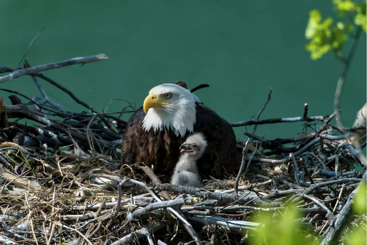 PG&E backs down after outrage over bald eagle nesting tree