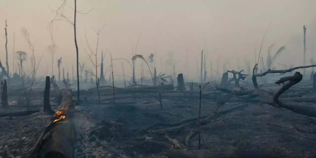 La forêt amazonienne : notre terre (Disney+), un documentaire choc sur la lutte contre la déforestation