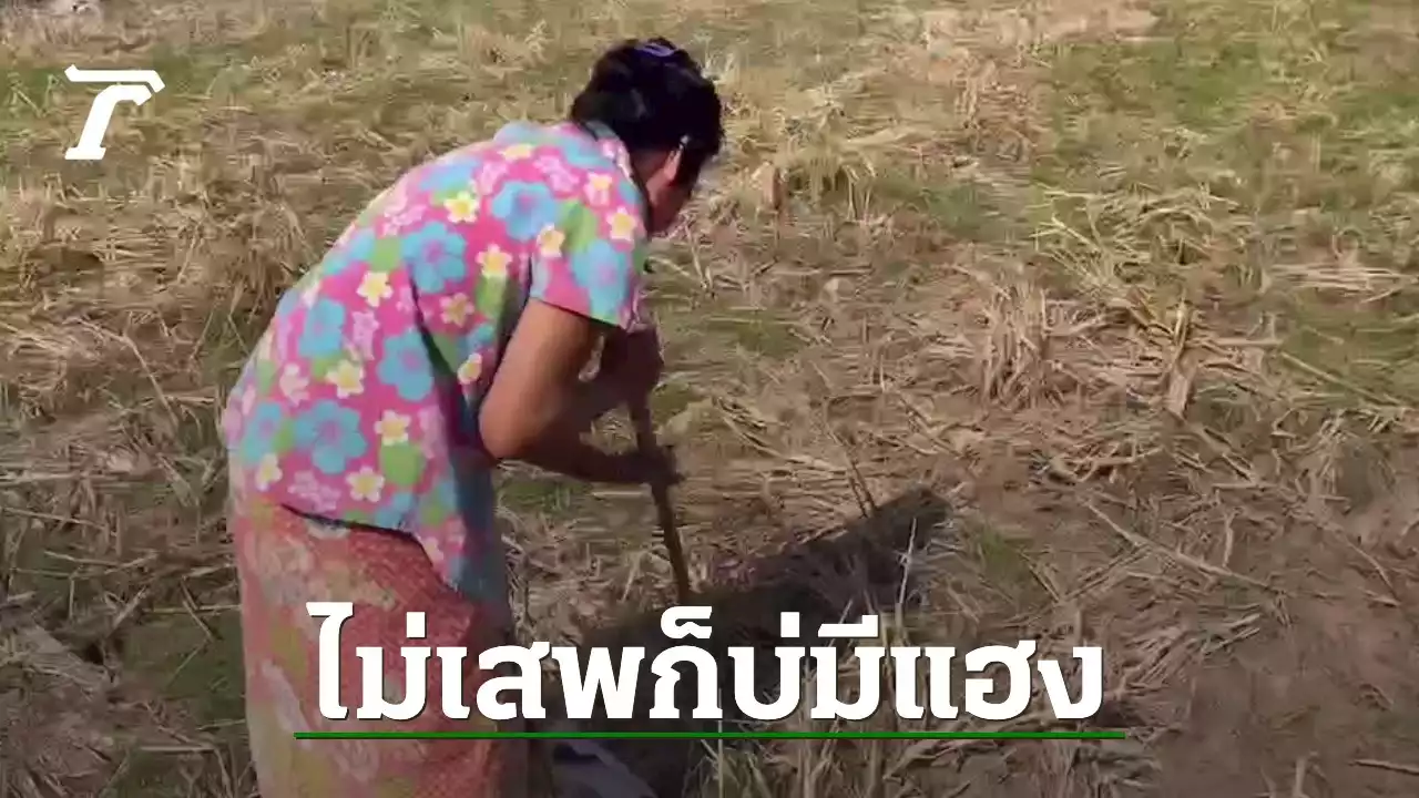 บุกจับป้า 56 ฉี่ม่วง รับเสพยาบ้าเพิ่มพลัง มีแรงขุดปูขาย