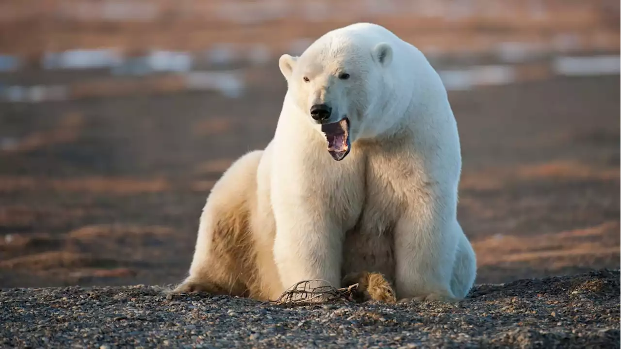 Polar Bear Mauls Boy and Woman to Death in Alaska