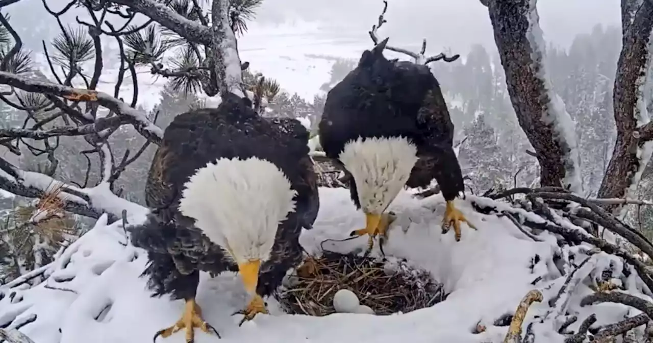 Eagle delivers 2 eggs in California nest watched by webcam