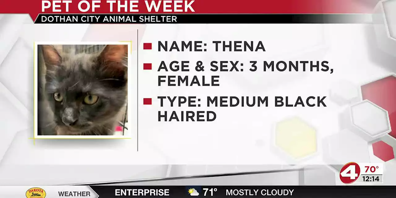 Pet of the Week: Tiny Thena