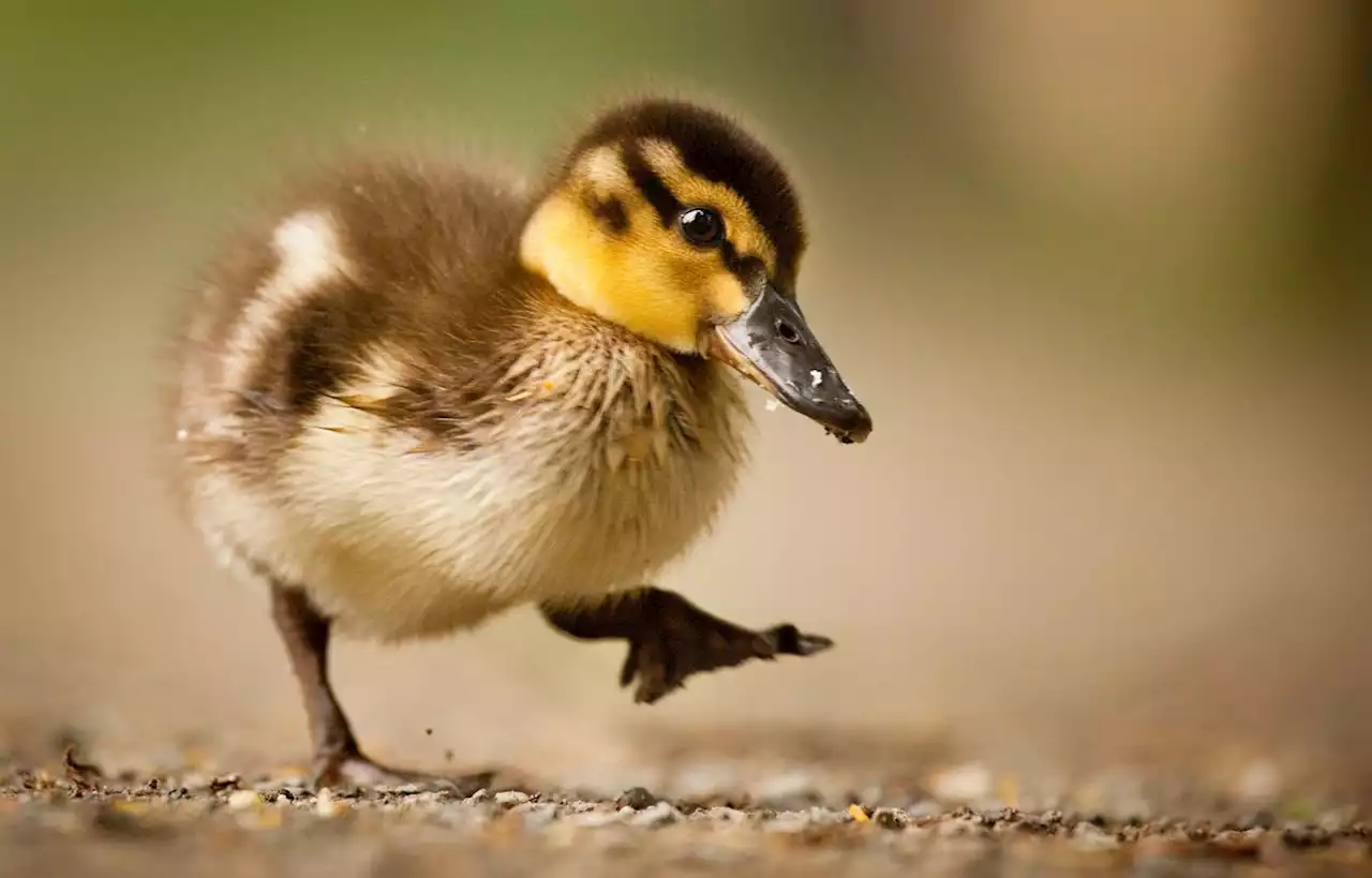 Canichon, guenuche, marcassin : Connaissez-vous le nom des bébés animaux ?