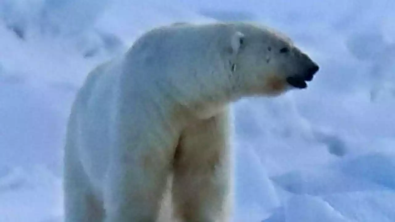 Polar bear kills mother, 1-year-old son after rampage through remote Alaska village