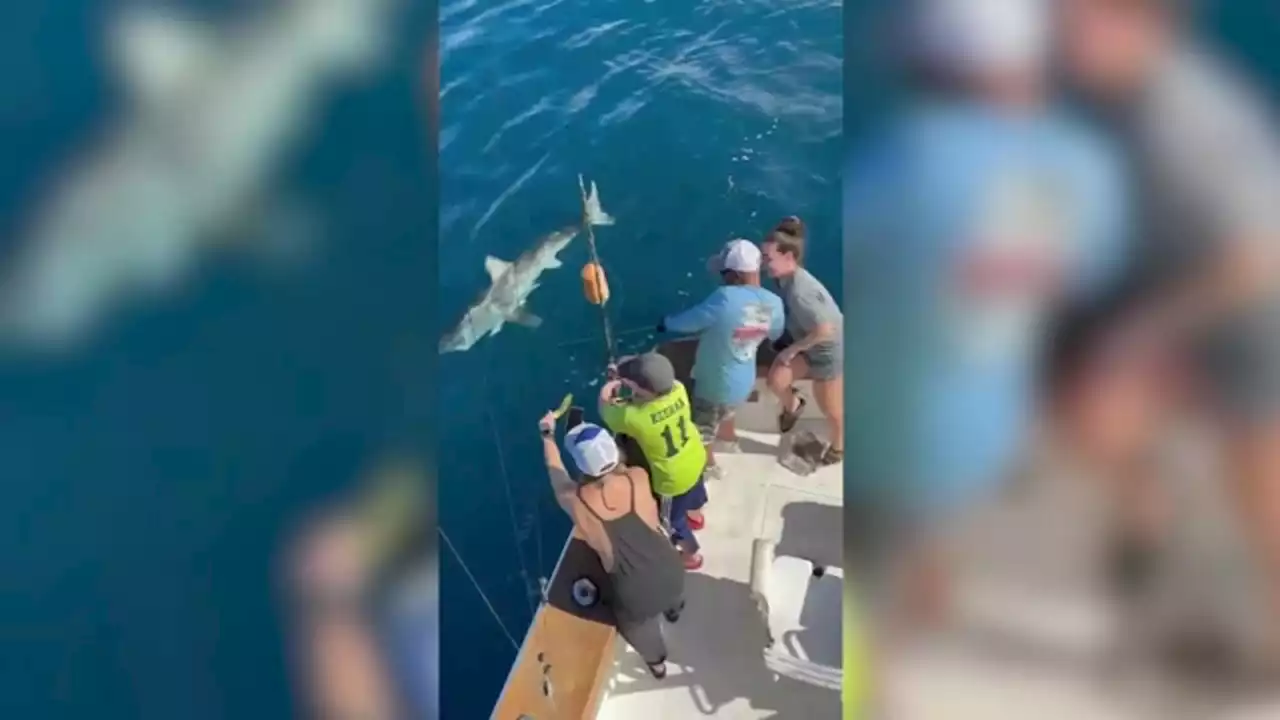 12-year-old catches great white shark while on fishing charter in Florida