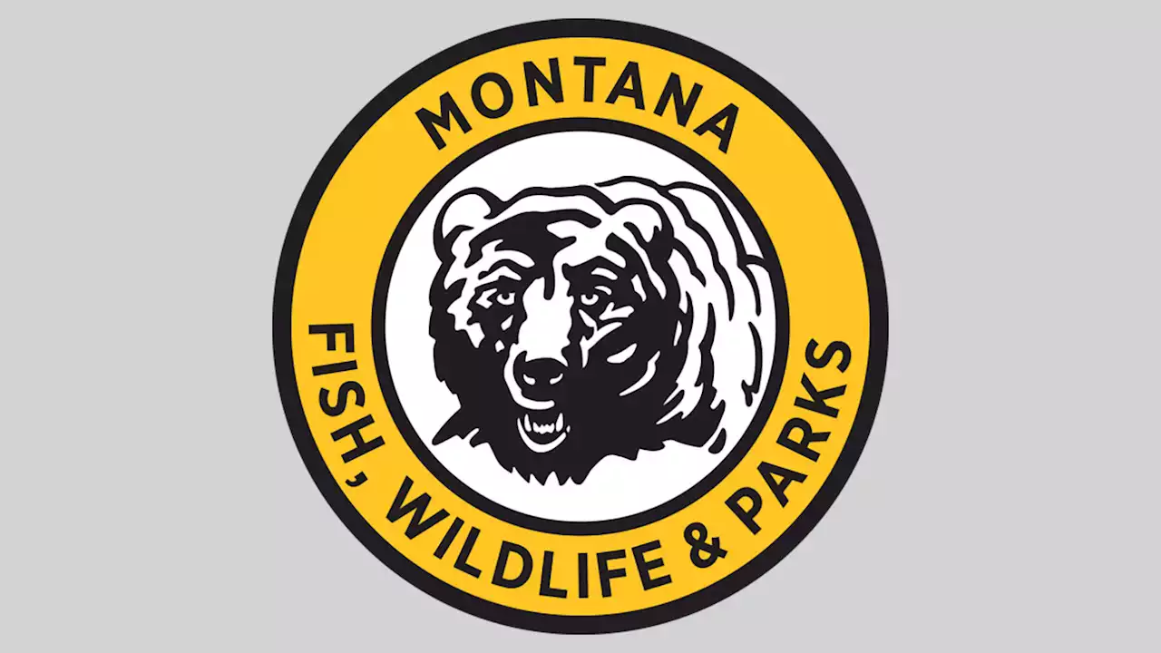 3 Grizzly bears euthanized after becoming sick, testing positive for bird flu in Montana: officials