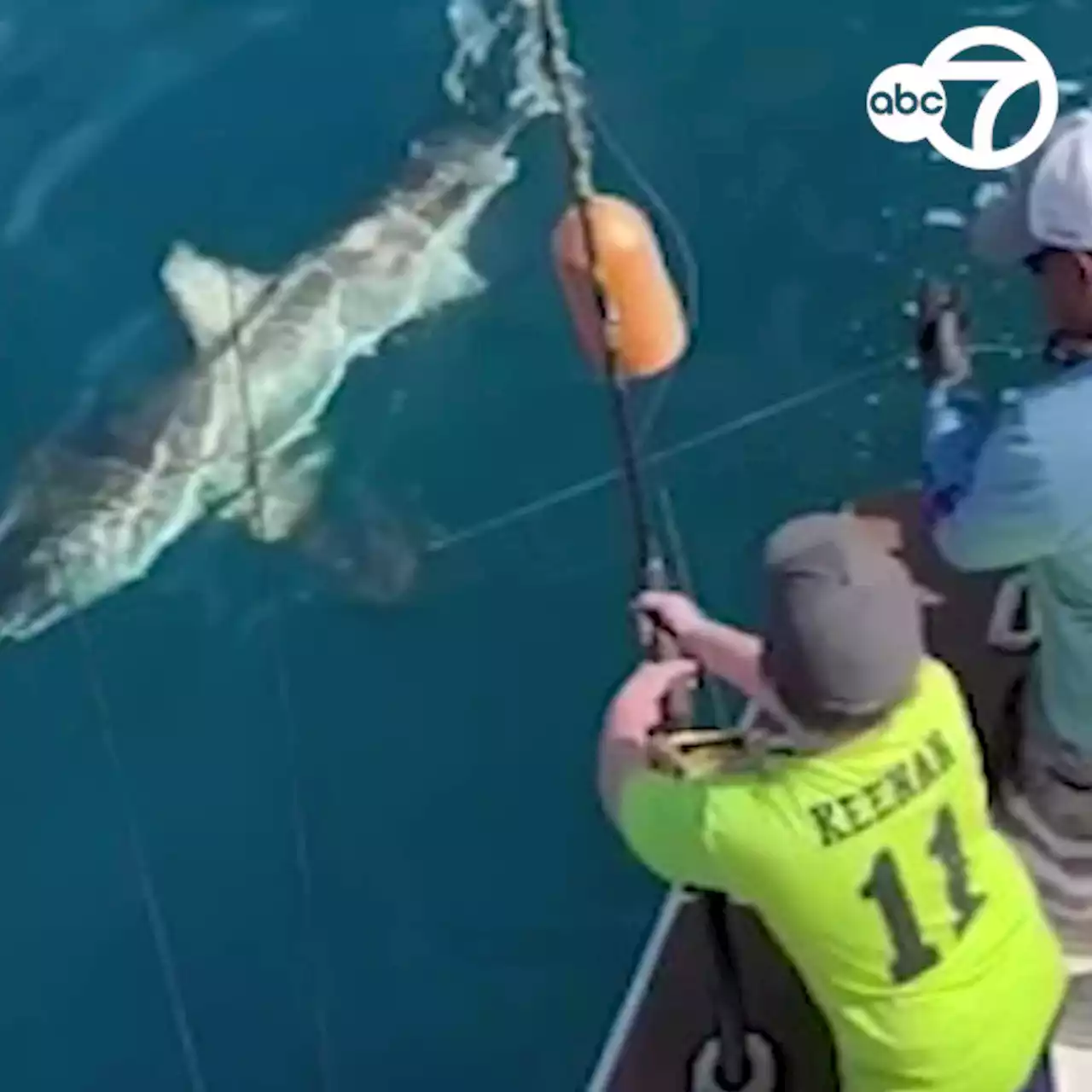 12-year-old catches great white shark while on fishing charter in Florida