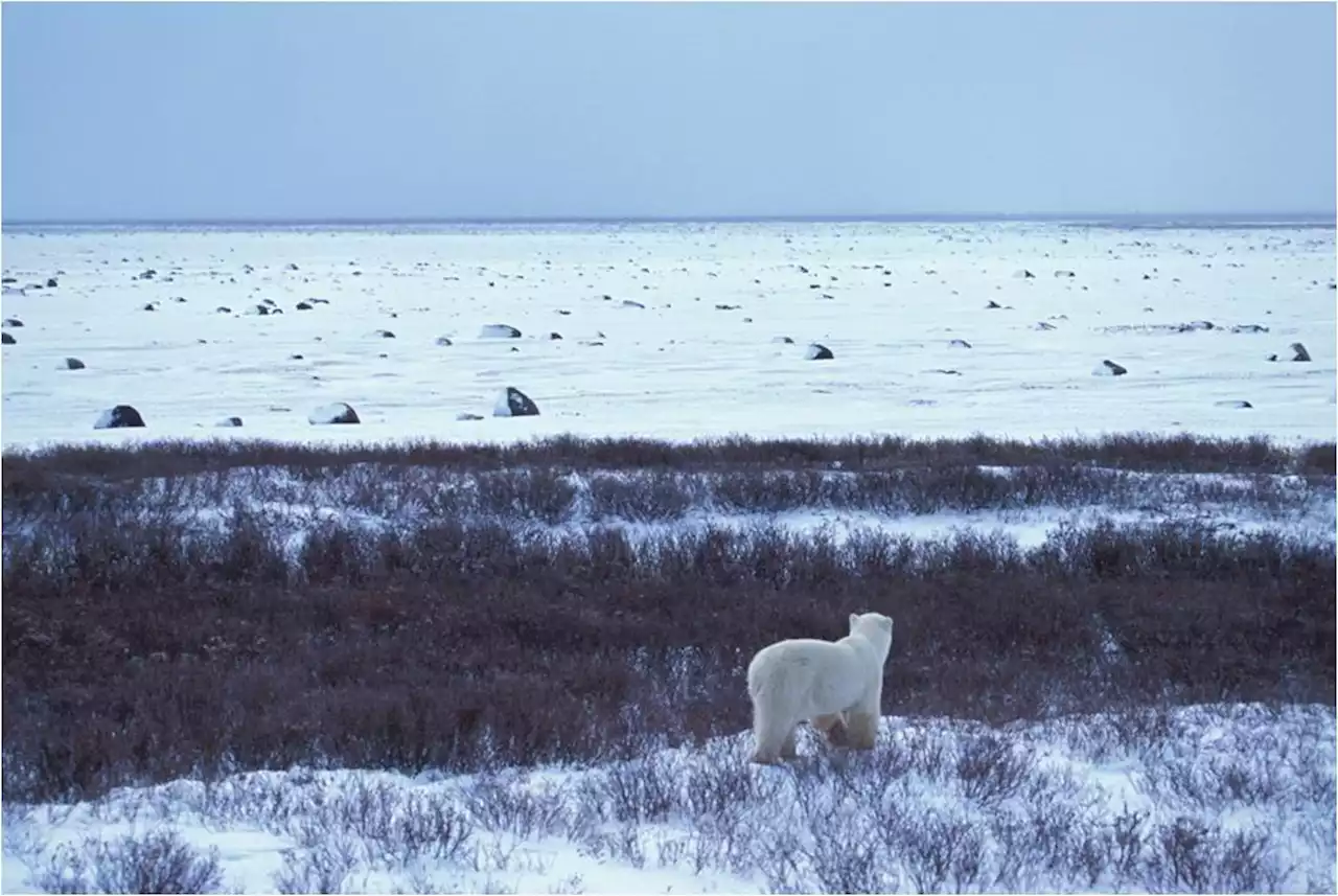 Polar bear attacks are extremely rare, and many questions remain after fatal mauling in Wales