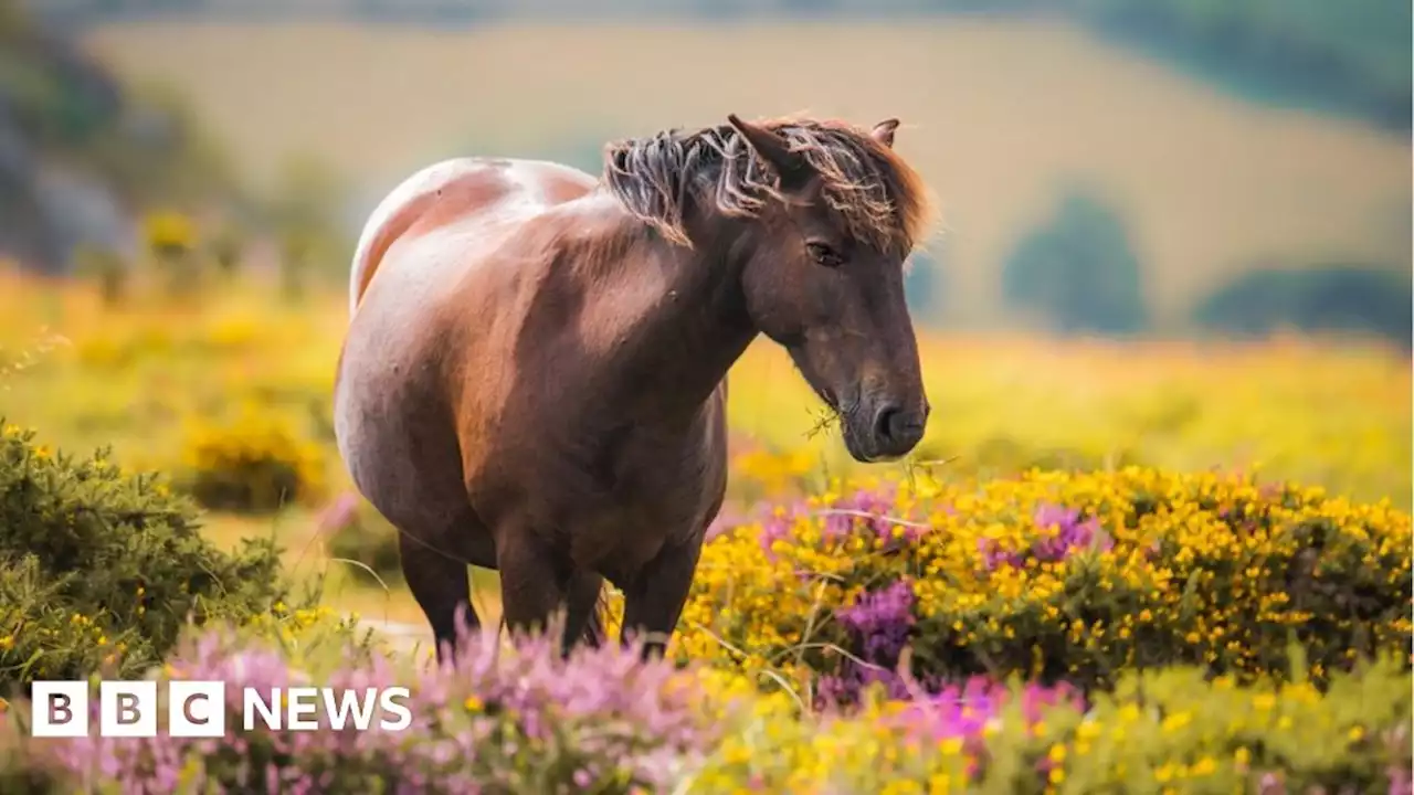 Dartmoor wild camping agreement reached