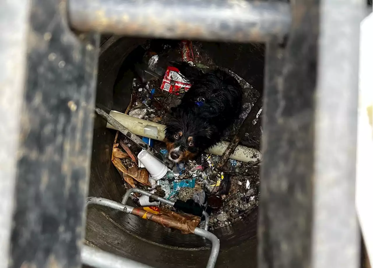 Crews rescue dog stuck in storm drain in San Bernardino