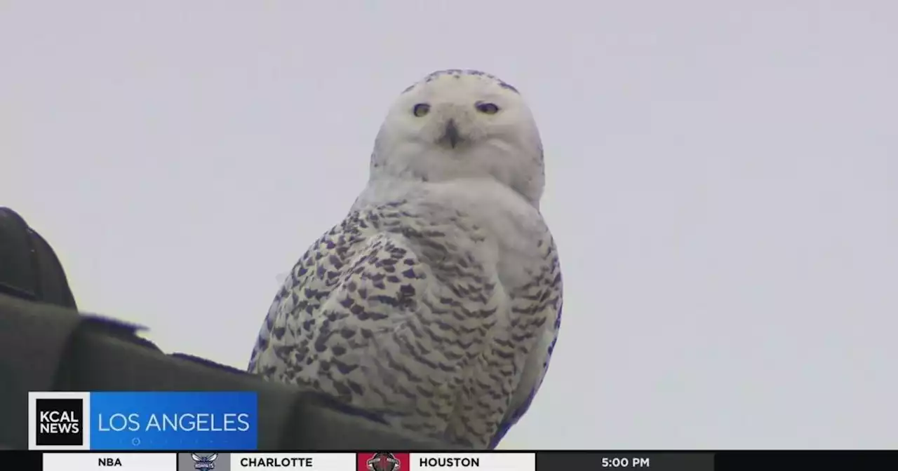 Snowy owl leaves Cypress nest after weeks of dazzling birdwatchers