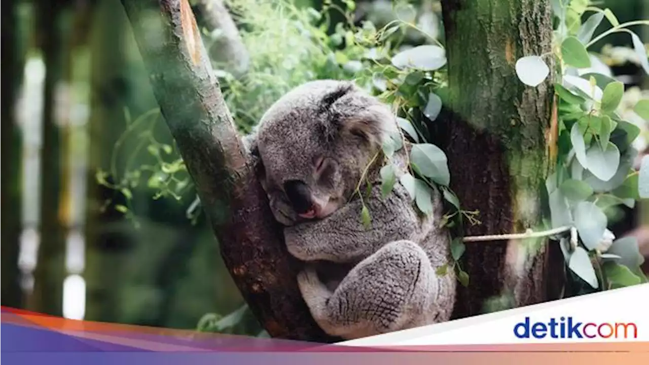 Bukan Monyet, Hewan Ini Punya Sidik Jari Serupa Manusia