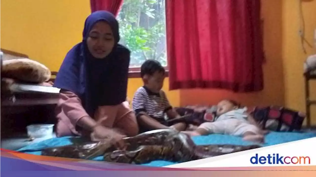 Kala Ular Piton Jadi Teman Bermain Balita dari Pasutri Kuningan