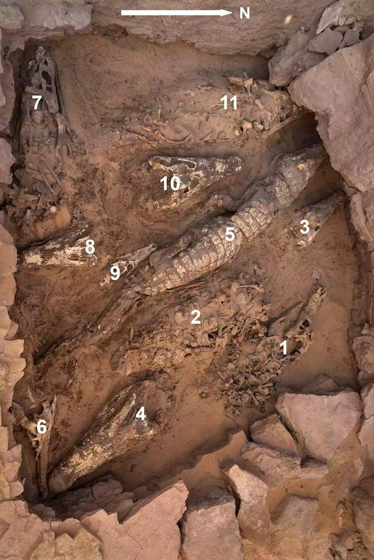 Encuentran 10 cocodrilos momificados en una tumba egipcia