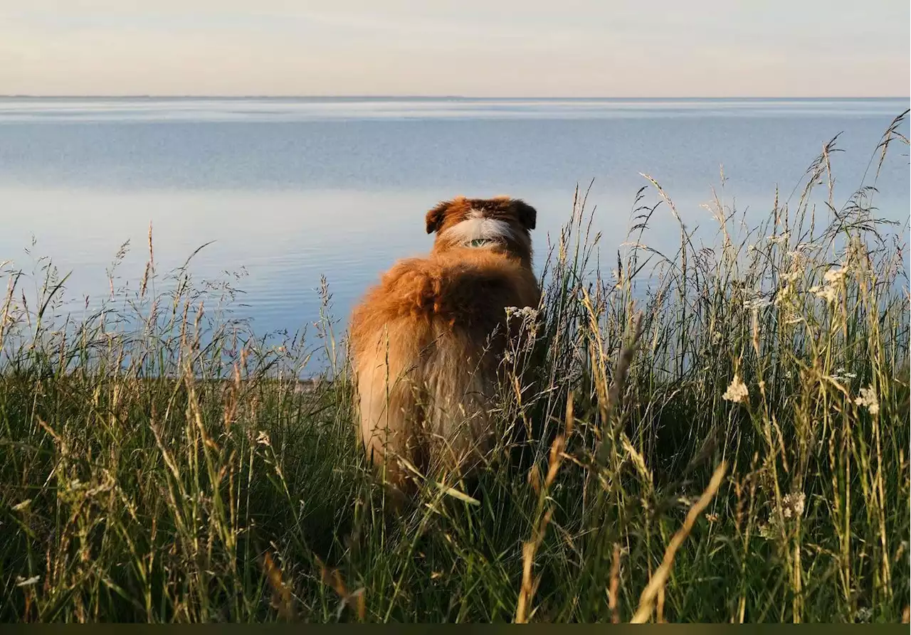 Cette race de chien américaine est, à nouveau, la préférée des Français cette année