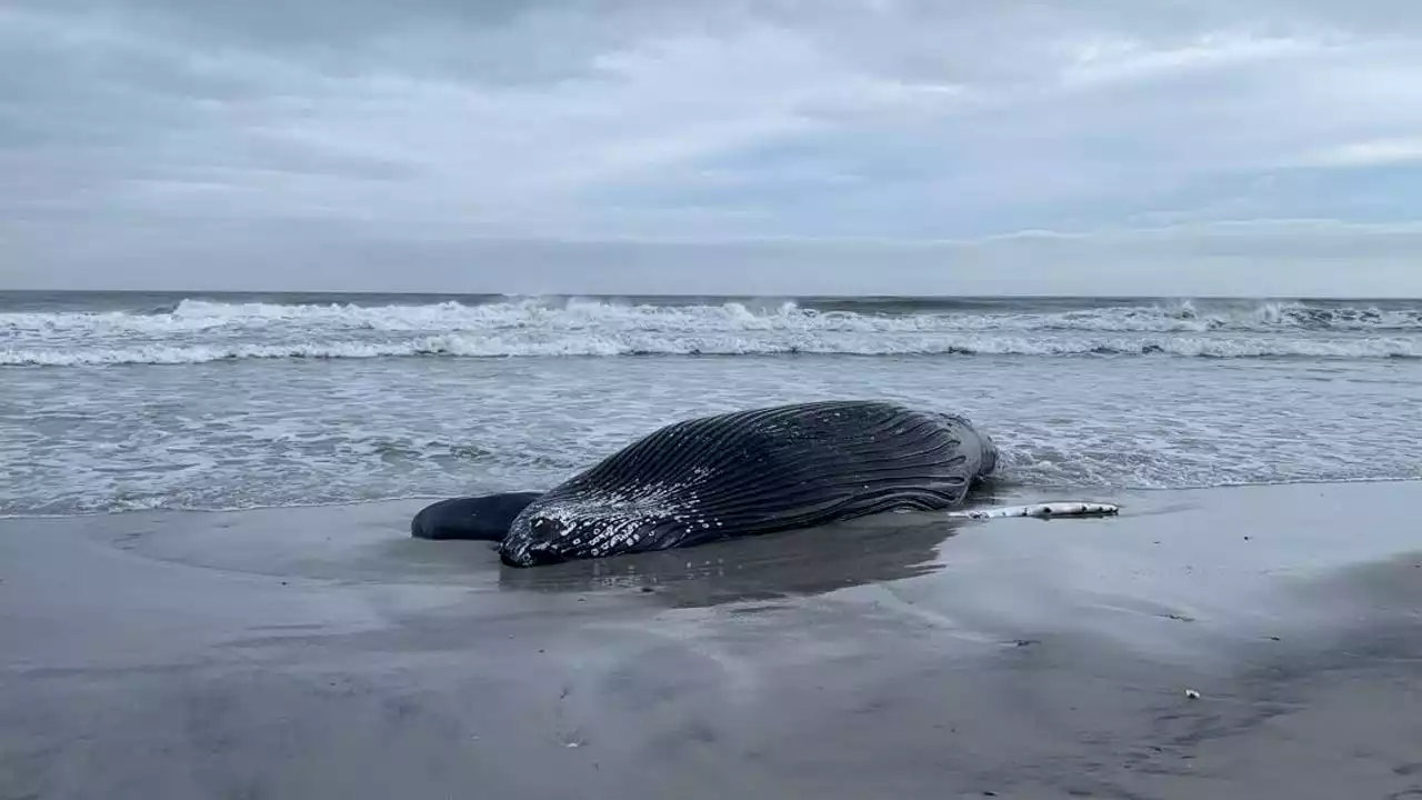 Feds: Offshore wind not to blame for East Coast whale deaths