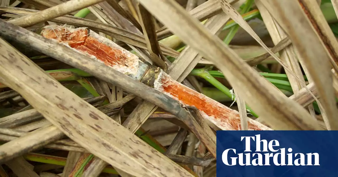 Queensland sugarcane growers face major crop losses due to native rat plague