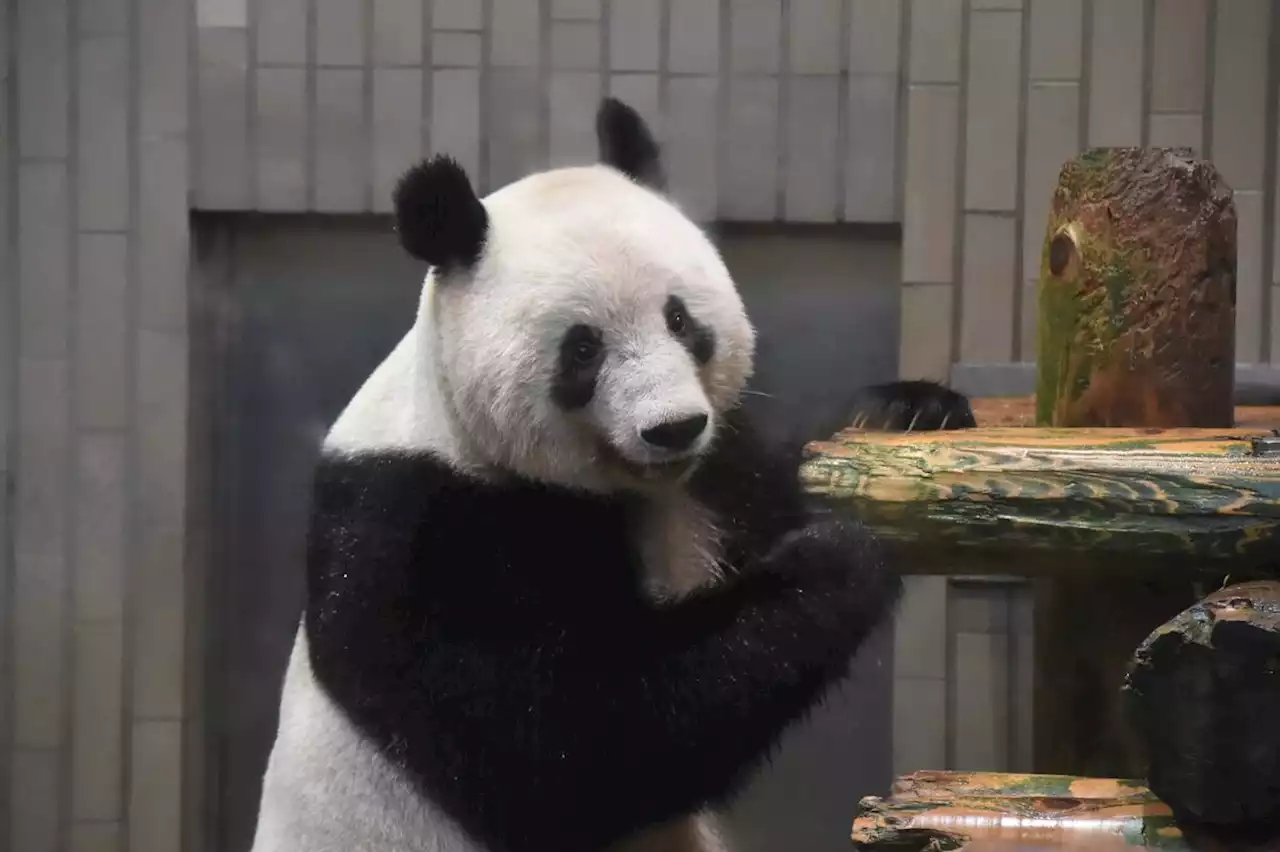 上野動物園がシャンシャンらパンダ動画公開 中国返還まで約１か月、観覧は連日長時間待ち - トピックス｜Infoseekニュース