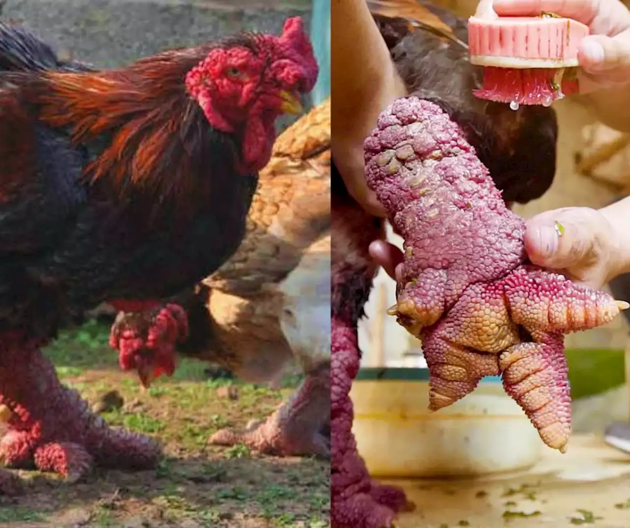 These Expensive Thunder-Thighed “Dragon Chickens” Are A Staple Dish In Vietnam’s Lunar New Year