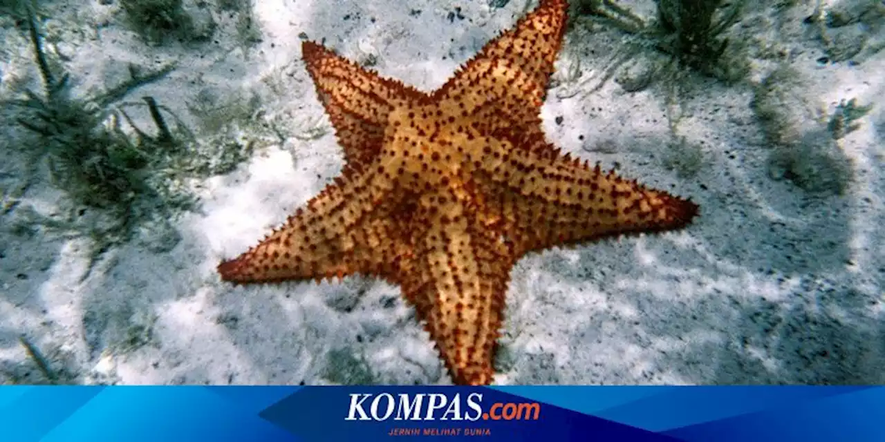 Apakah Bintang Laut Memiliki Mata dan di Mana Letaknya?