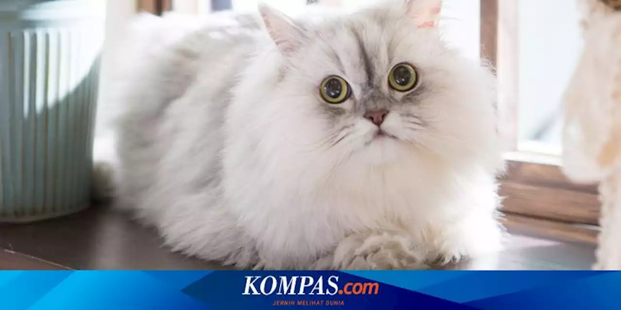 Bolehkah Kucing Mengonsumsi Yoghurt?