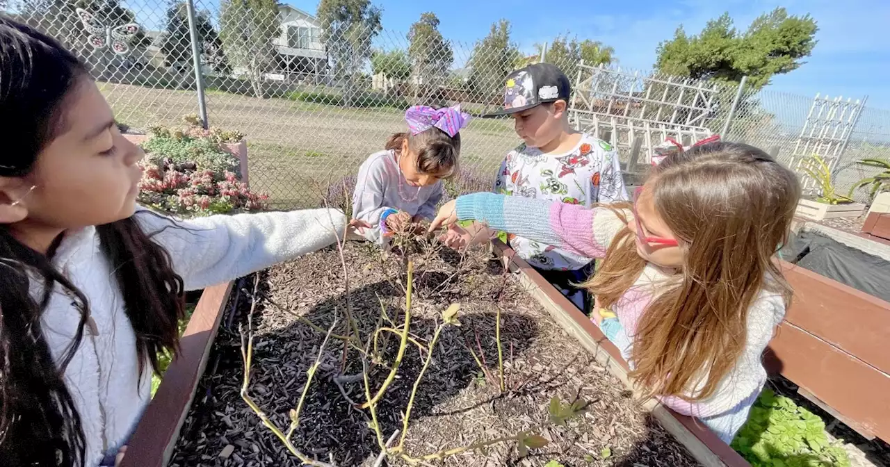 Chula Vista district using gardens as classrooms for conservation