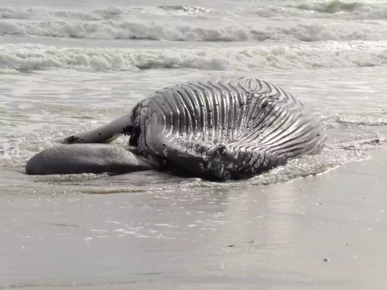 Feds: Offshore wind not to blame for East Coast whale deaths