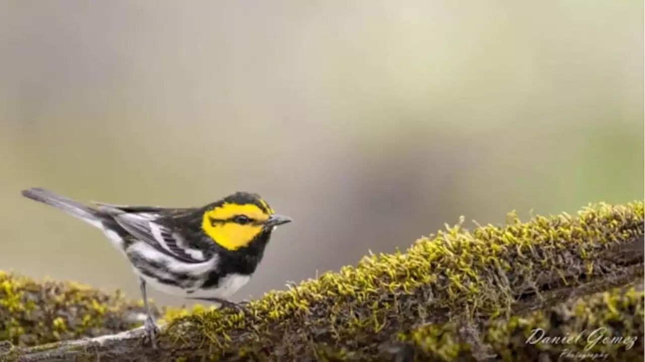 Residents in far north Bexar County fighting to protect endangered bird